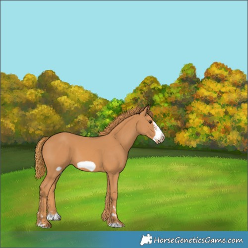 Horse Color:Chestnut Frame 