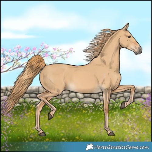 Horse Color:Red Dun 