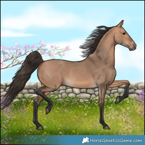 Horse Color:Bay Dun 
