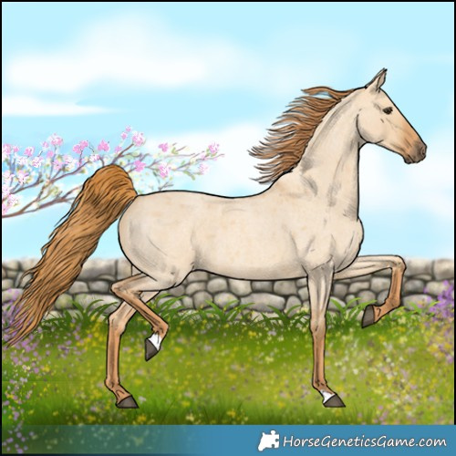 Horse Color:Red Dun Roan 