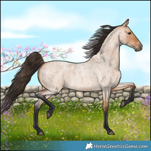 Horse Color:Bay Roan Dun 