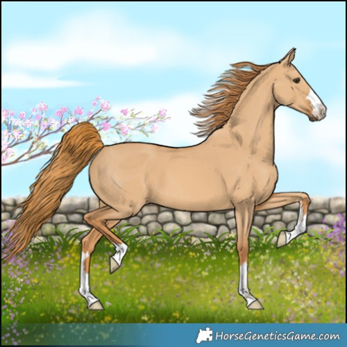 Horse Color:Red Dun 