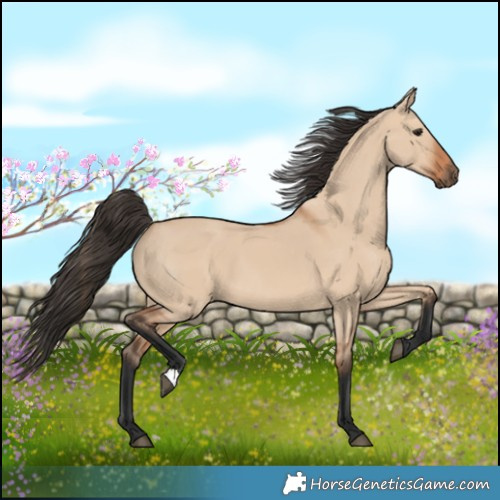 Horse Color:Bay Dun 