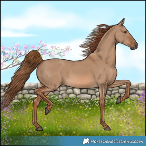 Horse Color:Red Dun 