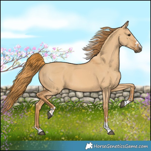 Horse Color:Red Dun