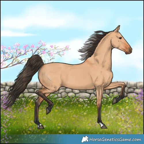 Horse Color:Bay Dun