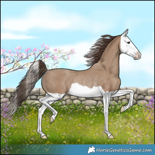 Horse Color:Classic Champagne Splash Rabicano