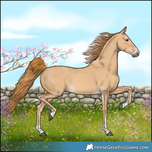 Horse Color:Red Dun 