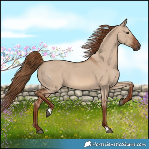 Horse Color:Red Dun 