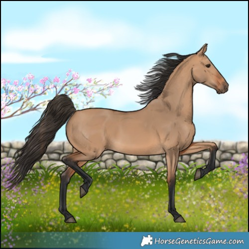 Horse Color:Bay Dun