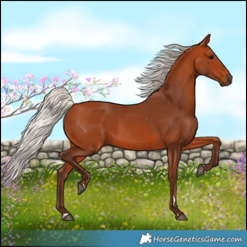 Horse Color:Silver Bay 