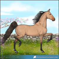 Horse Color:Bay Dun
