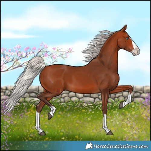 Horse Color:Silver Bay Splash 