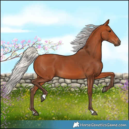 Horse Color:Silver Bay 