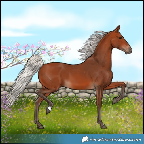 Horse Color:Silver Bay 