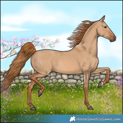 Horse Color:Red Dun 