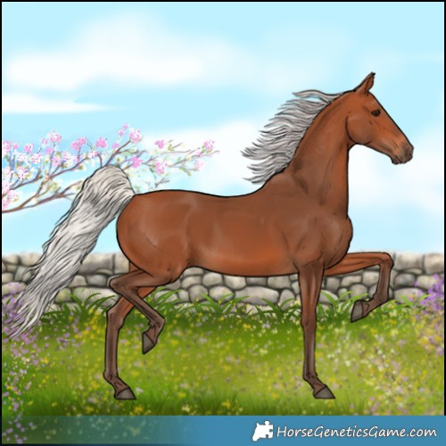 Horse Color:Silver Bay 