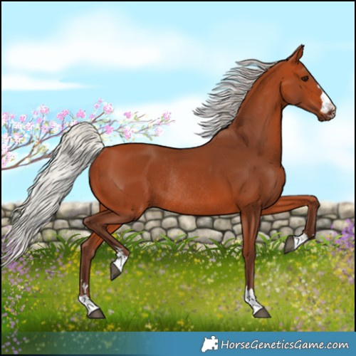 Horse Color:Silver Bay Rabicano 