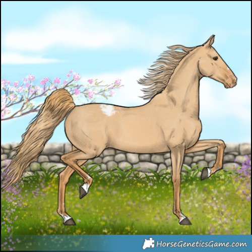 Horse Color:Red Dun Varnish 