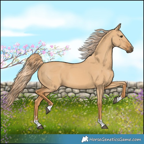 Horse Color:Red Dun