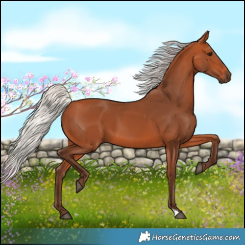 Horse Color:Silver Bay 