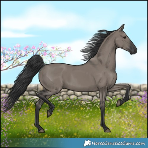 Horse Color:Grullo