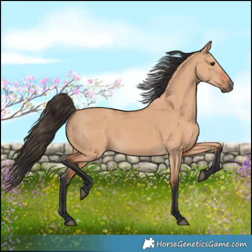 Horse Color:Bay Dun