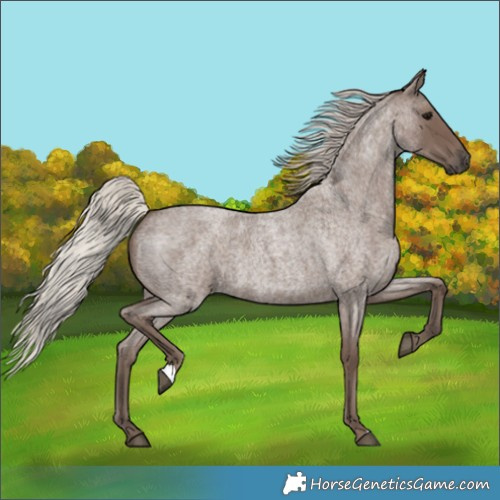 Horse Color:Silver Blue Roan 