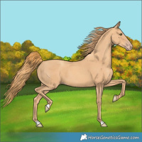 Horse Color:Gold Champagne 