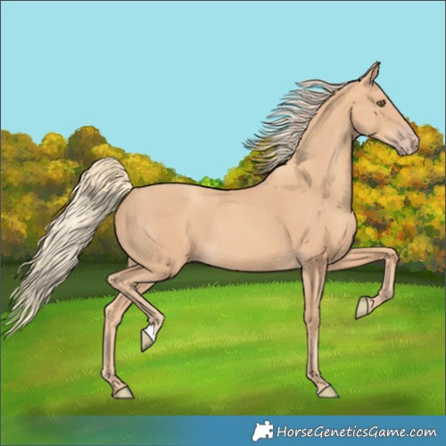 Horse Color:Gold Champagne Rabicano 