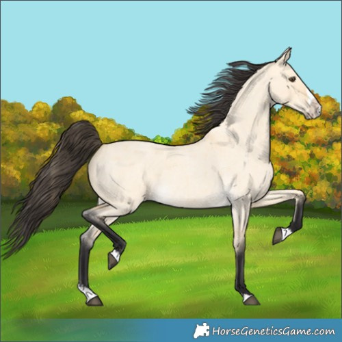 Horse Color:Buckskin Roan Dun Splash