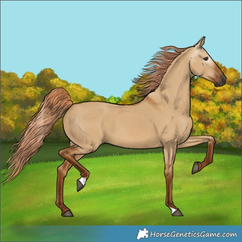 Horse Color:Gray Red Dun