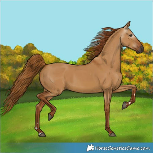 Horse Color:Gray Red Dun 