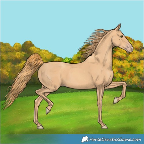 Horse Color:Gold Champagne Rabicano 