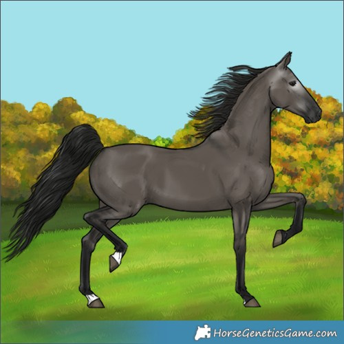 Horse Color:Gray Grullo 