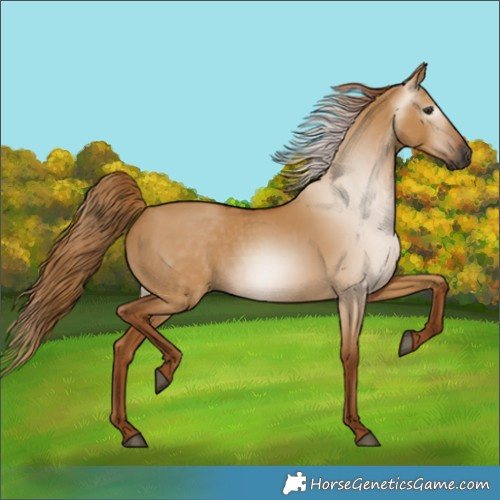 Horse Color:Gray Red Dun