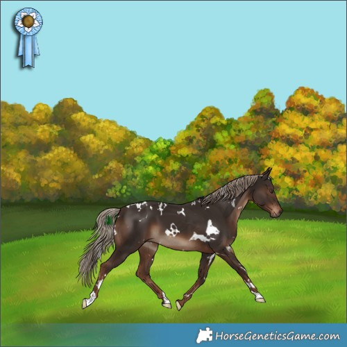 Horse Color:White Spotted Liver Chestnut 