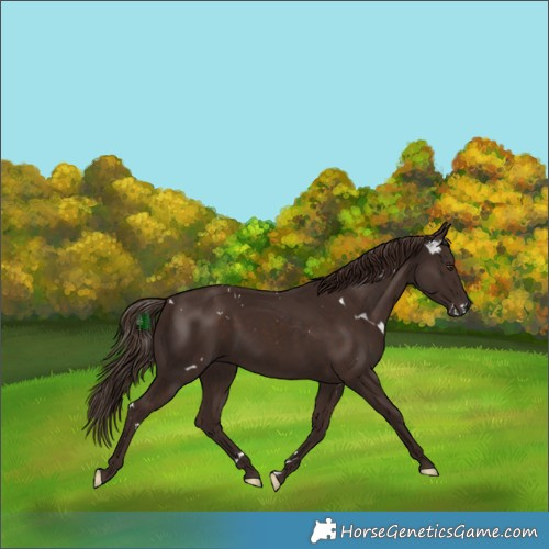 Horse Color:White Spotted Liver Chestnut 