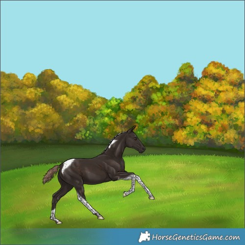 Horse Color:Liver Chestnut Tobiano 