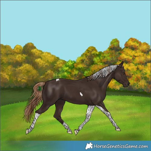 Horse Color:Liver Chestnut Tobiano 