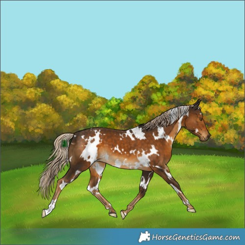 Horse Color:White Spotted Chocolate Palomino