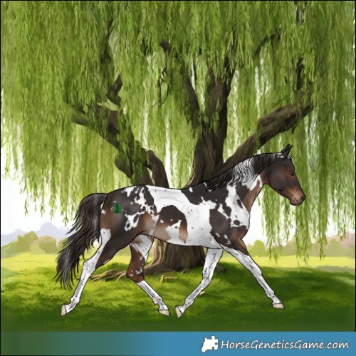 Horse Color:White Spotted Liver Chestnut Tobiano