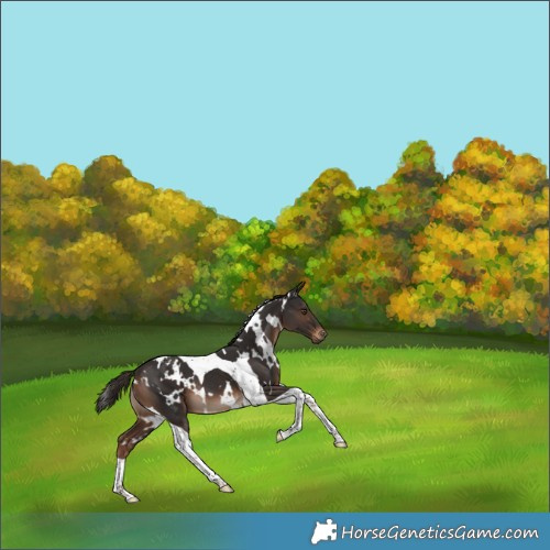 Horse Color:White Spotted Liver Chestnut Tobiano