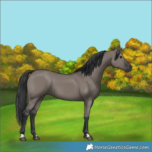 Horse Color:Grullo 
