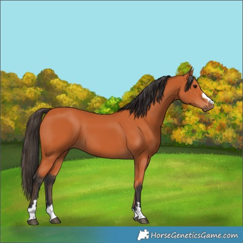 Horse Color:Bay 