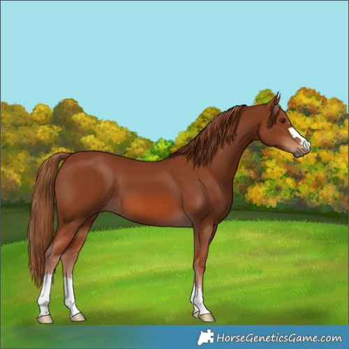 Horse Color:Chestnut 
