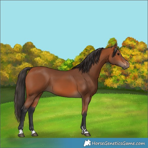 Horse Color:Bay 