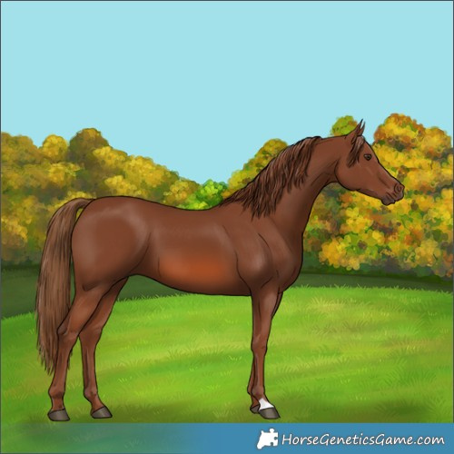 Horse Color:Chestnut 