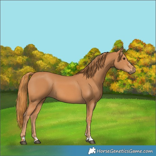 Horse Color:Chestnut 