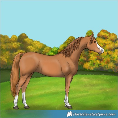 Horse Color:Chestnut 